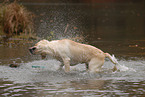 shaking Labrador Retriever