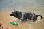 shaking Labrador Retriever