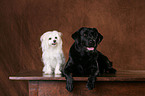 Labrador Retriever and havanese