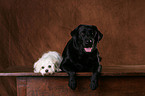 Labrador Retriever and havanese