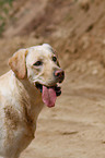 Labrador Retriever Portrait