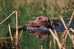 Labrador Retriever retrieves duck