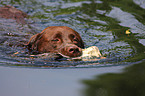 Labrador Retriever retrieves duck