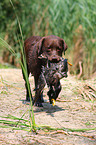 Labrador Retriever retrieves duck