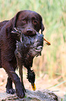 Labrador Retriever retrieves duck