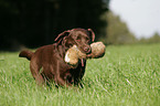 retrieving Labrador Retriever