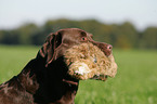 retrieving Labrador Retriever