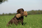 retrieving Labrador Retriever