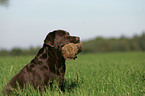 retrieving Labrador Retriever