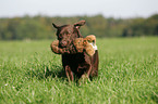 retrieving Labrador Retriever