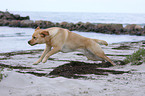 running Labrador Retriever