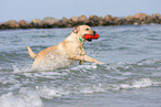 playing Labrador Retriever