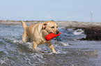 playing Labrador Retriever