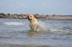 bathing Labrador Retriever