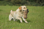 retrieving Labrador Retriever