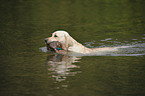 retrieving Labrador Retriever