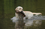 retrieving Labrador Retriever