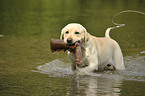 retrieving Labrador Retriever