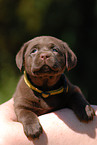 Labrador Retriever Puppy