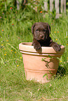 Labrador Retriever Puppy