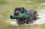 retrieving Labrador Retriever