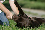 Labrador Retriever