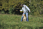 Labrador Retriever at dogdance