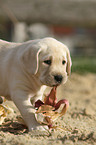 Labrador Retriever Puppy