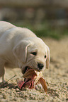 Labrador Retriever Puppy