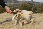 Labrador Retriever Puppy