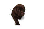 Labrador Retriever Puppy