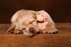 Labrador Retriever Puppy