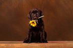 Labrador Retriever Puppy