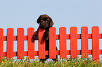 Labrador Retriever Puppy