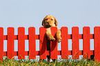 Labrador Retriever Puppy