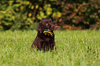 Labrador Retriever Puppy