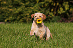 Labrador Retriever Puppy