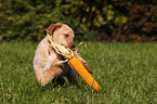 Labrador Retriever Puppy