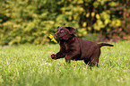 Labrador Retriever Puppy