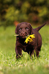 Labrador Retriever Puppy