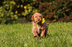 Labrador Retriever Puppy