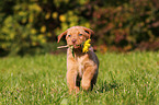 Labrador Retriever Puppy