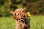 Labrador Retriever Puppy