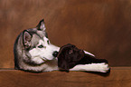 Siberian Husky and Labrador Retriever