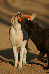 playing Labrador Retriever