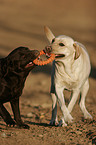 playing Labrador Retriever