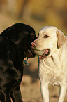 playing Labrador Retriever