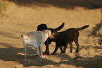 playing Labrador Retriever