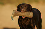 Labrador Retriever Portrait