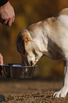 drinking Labrador Retriever